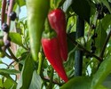 Peperoni 150x100